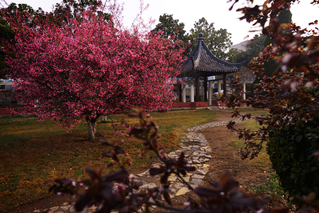 校园风景